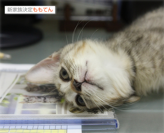 猫、生える_a0389088_17420795.jpg