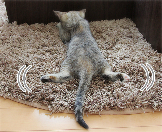 サヨウナラ、恥じらい_a0389088_17420997.jpg