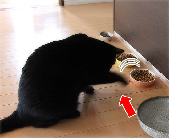 人間みたいな食べ方_a0389088_17421994.jpg