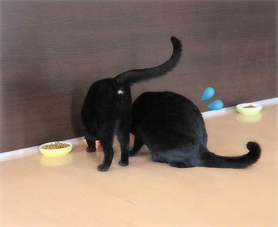 人間みたいな食べ方_a0389088_17422022.jpg