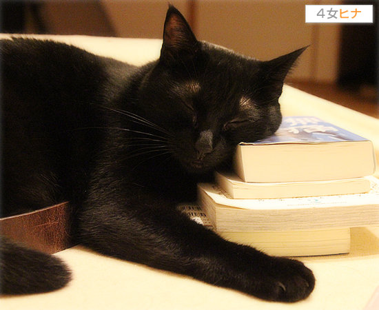 子猫と課長_a0389088_17422039.jpg