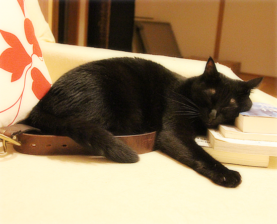 子猫と課長_a0389088_17422084.jpg