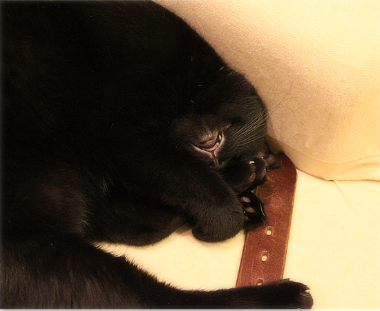 子猫と課長_a0389088_17422153.jpg