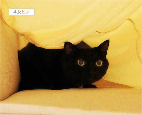 増殖する悪い猫_a0389088_17422468.jpg
