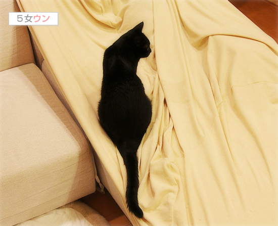 増殖する悪い猫_a0389088_17422504.jpg