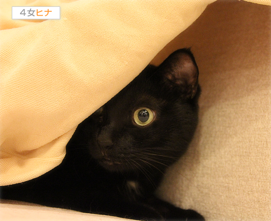 増殖する悪い猫_a0389088_17422595.jpg