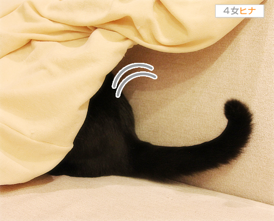 増殖する悪い猫_a0389088_17422597.jpg