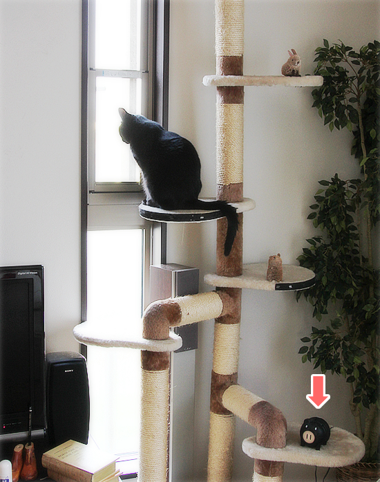 キャットタワーで見栄をはる_a0389088_17422660.jpg