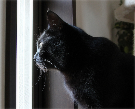 キャットタワーで見栄をはる_a0389088_17422668.jpg