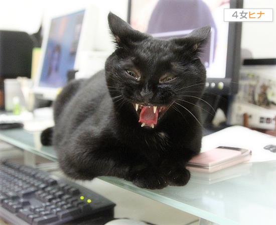 今まさに猫_a0389088_17422853.jpg