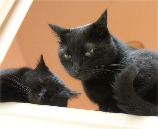 今まさに猫_a0389088_17422867.jpg