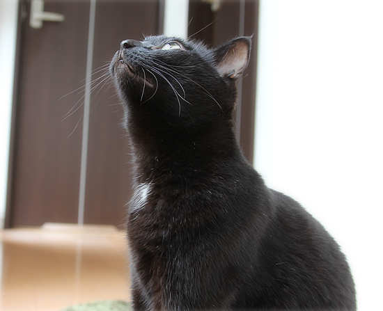 べっぴんの裏ワザ_a0389088_17422906.jpg