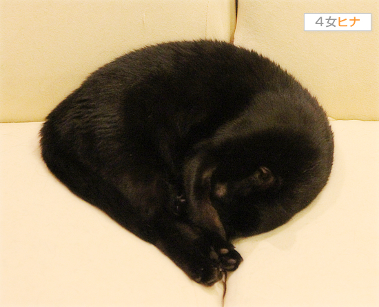 とろける猫たち_a0389088_17423081.jpg