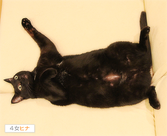 猫の仕事と美貌の関係_a0389088_17423284.jpg