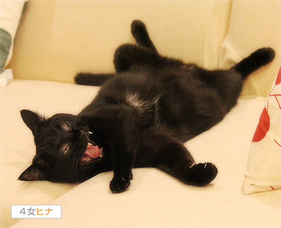 猫の仕事と美貌の関係_a0389088_17423327.jpg