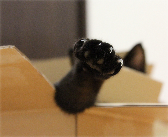 黒猫宅急便?_a0389088_17423563.jpg