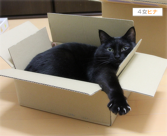 黒猫宅急便?_a0389088_17423570.jpg
