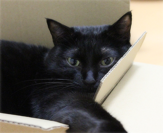 黒猫宅急便?_a0389088_17423591.jpg