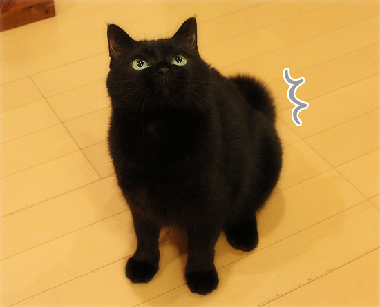 ぼぼん・ぼ・ぼんぼんぼん_a0389088_17423635.jpg