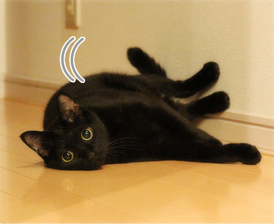 萌えます_a0389088_17423796.jpg