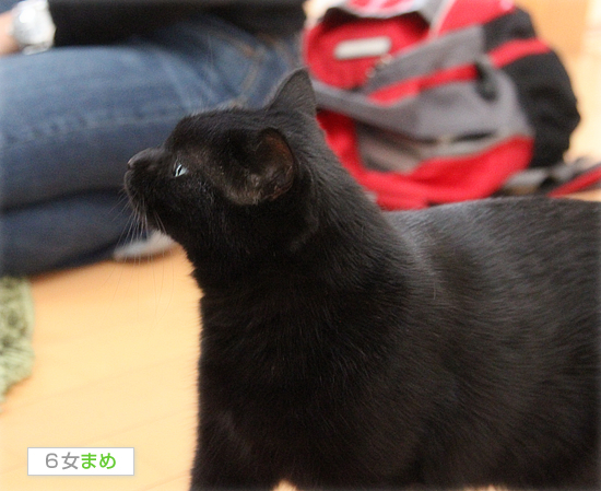 まめチェックにさらされて_a0389088_17423818.jpg