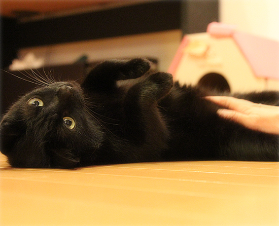 猫の社交辞令?_a0389088_17424318.jpg