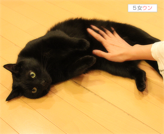 猫の社交辞令?_a0389088_17424329.jpg