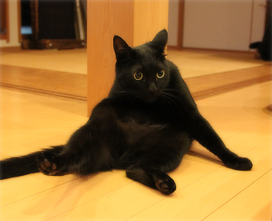 猫の社交辞令?_a0389088_17424388.jpg