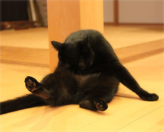 猫の社交辞令?_a0389088_17424396.jpg