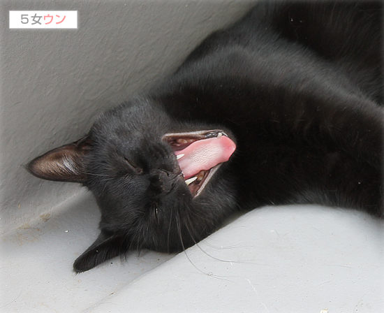 猫的ヒーリング_a0389088_17424428.jpg