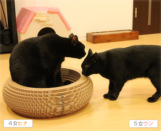 姉とはいえ、できないこともある_a0389088_17424516.jpg