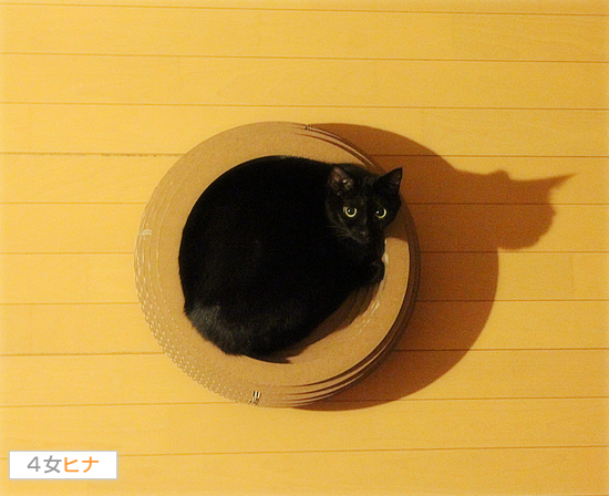 姉とはいえ、できないこともある_a0389088_17424528.jpg