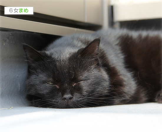 猫的ヒーリング_a0389088_17424532.jpg
