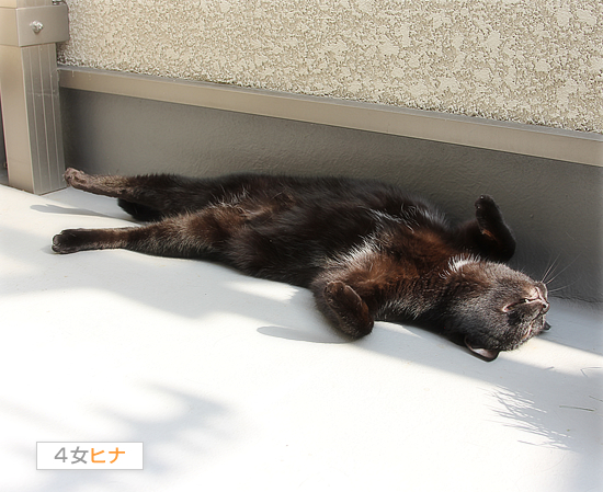 猫的ヒーリング_a0389088_17424552.jpg