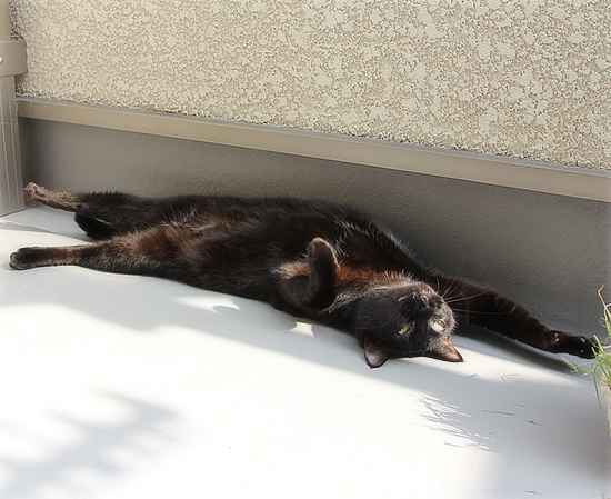 猫的ヒーリング_a0389088_17424561.jpg