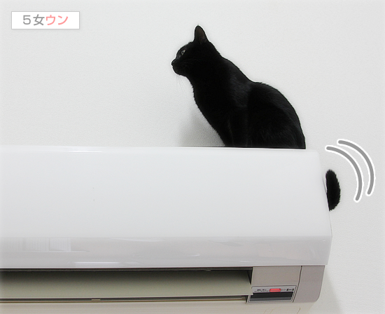 猫の間違った記憶力_a0389088_17425904.jpg