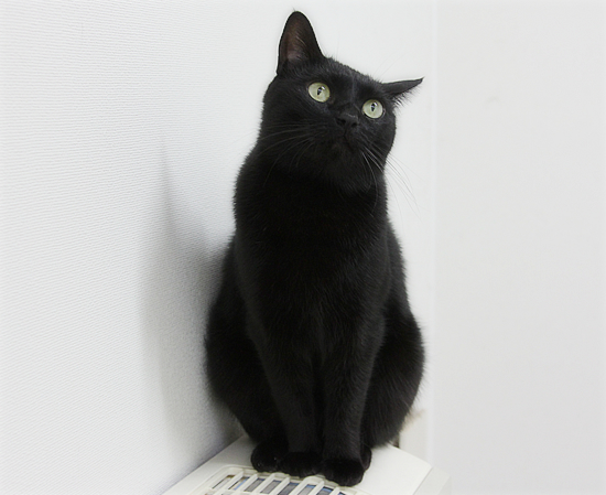 猫の間違った記憶力_a0389088_17430037.jpg