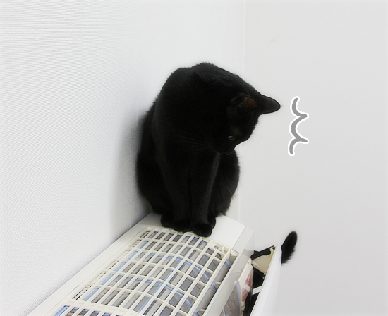 猫の間違った記憶力_a0389088_17430077.jpg