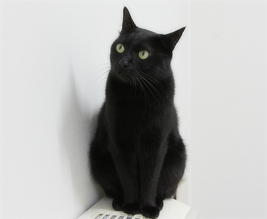 猫の間違った記憶力_a0389088_17430078.jpg