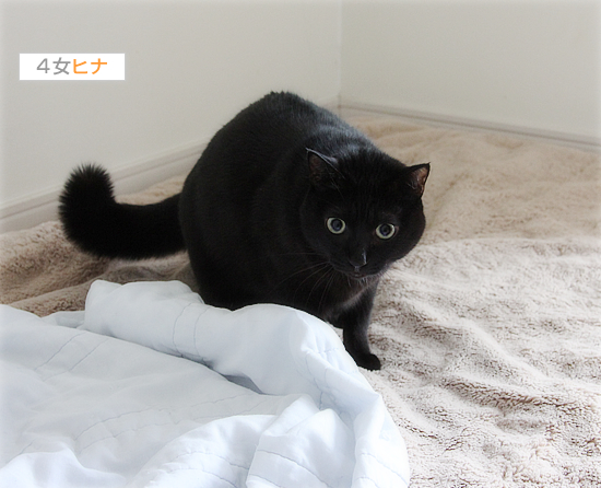 寒い日の猫の魔法_a0389088_17430102.jpg