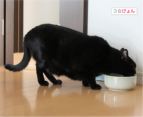 寒い日の猫の魔法_a0389088_17430119.jpg