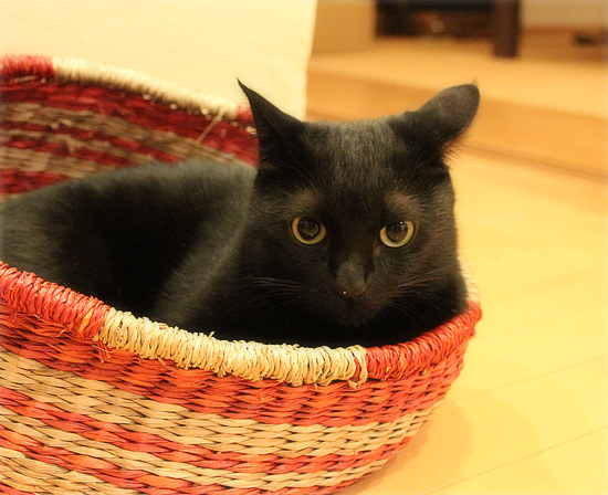 深夜のおでむかえ_a0389088_17430175.jpg