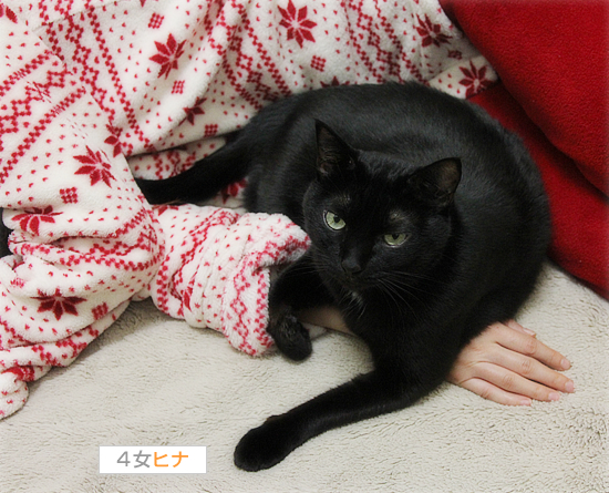 守る猫・・・だったはずが_a0389088_17430216.jpg