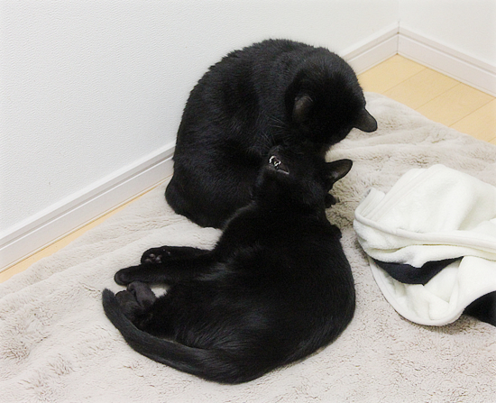 ひとりじゃないよ_a0389088_17430276.jpg
