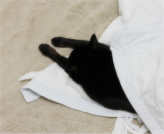 守る猫・・・だったはずが_a0389088_17430321.jpg