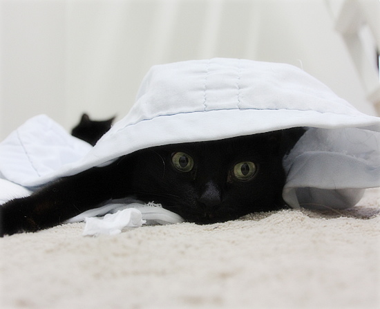 守る猫・・・だったはずが_a0389088_17430365.jpg