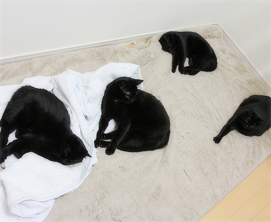 守る猫・・・だったはずが_a0389088_17430399.jpg
