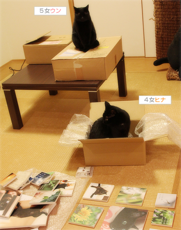 悪猫祭り_a0389088_17430556.jpg