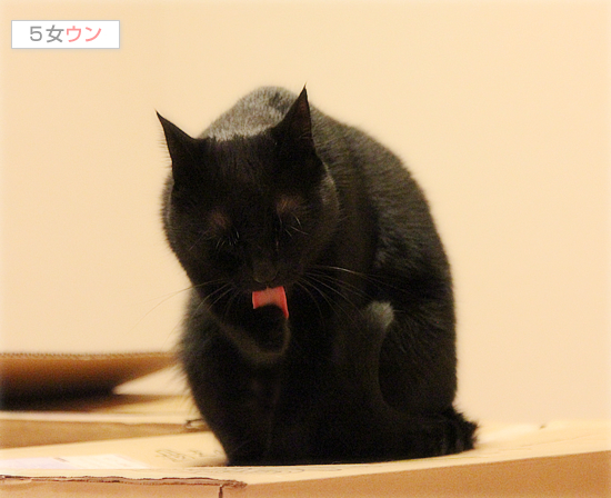悪猫祭り_a0389088_17430568.jpg