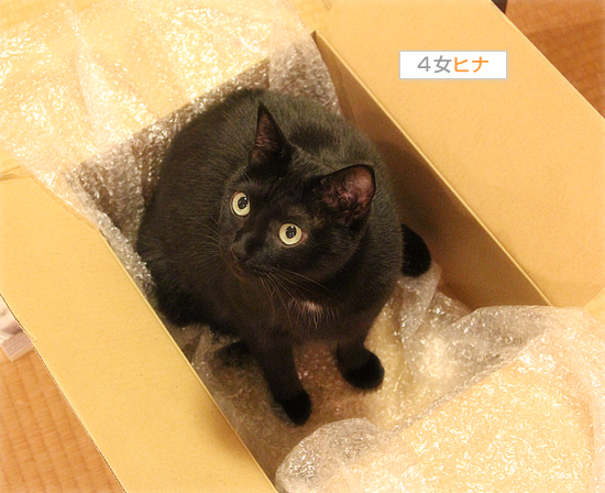 悪猫祭り_a0389088_17430574.jpg